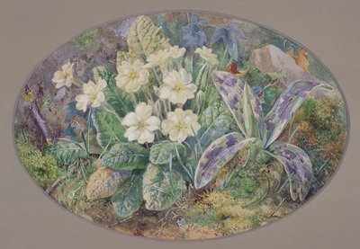 Primrose and Orchid by Thomas Collier
